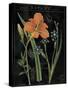 Vintage Flora II-Sue Schlabach-Stretched Canvas