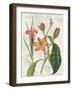 Vintage Flora III Ivory-Sue Schlabach-Framed Art Print