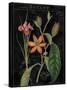 Vintage Flora III-Sue Schlabach-Stretched Canvas