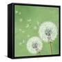 Vintage Floral Background With Dandelion-silvionka-Framed Stretched Canvas