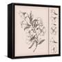 Vintage Flower Drawing-teacept-Framed Stretched Canvas