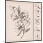 Vintage Flower Drawing-teacept-Mounted Art Print