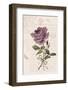 Vintage Flower I-Stephanie Monahan-Framed Art Print