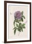 Vintage Flower II-Stephanie Monahan-Framed Giclee Print