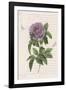 Vintage Flower II-Stephanie Monahan-Framed Giclee Print