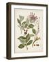 Vintage Flowering Trees III-0 Unknown-Framed Art Print