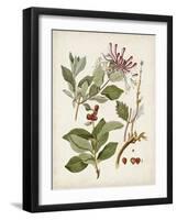 Vintage Flowering Trees III-0 Unknown-Framed Art Print