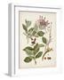 Vintage Flowering Trees III-0 Unknown-Framed Art Print