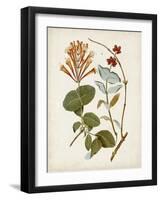 Vintage Flowering Trees IV-0 Unknown-Framed Art Print