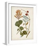 Vintage Flowering Trees IV-0 Unknown-Framed Art Print