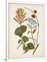Gramercy White