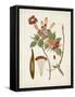 Vintage Flowering Trees V-0 Unknown-Framed Stretched Canvas