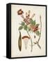 Vintage Flowering Trees V-0 Unknown-Framed Stretched Canvas