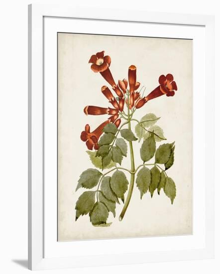 Vintage Flowering Trees VI-0 Unknown-Framed Art Print