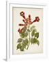 Vintage Flowering Trees VI-0 Unknown-Framed Art Print