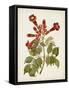 Vintage Flowering Trees VI-0 Unknown-Framed Stretched Canvas