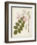 Vintage Flowering Trees VIII-0 Unknown-Framed Art Print