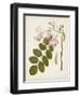 Vintage Flowering Trees VIII-0 Unknown-Framed Art Print