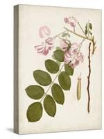 Vintage Flowering Trees VIII-0 Unknown-Stretched Canvas