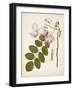 Vintage Flowering Trees VIII-0 Unknown-Framed Art Print