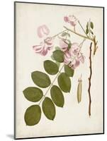 Vintage Flowering Trees VIII-0 Unknown-Mounted Art Print