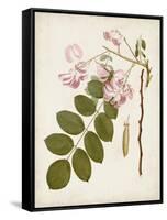 Vintage Flowering Trees VIII-0 Unknown-Framed Stretched Canvas