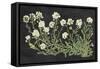 Vintage Flowers on Black-Wild Apple Portfolio-Framed Stretched Canvas