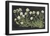 Vintage Flowers on Black-Wild Apple Portfolio-Framed Art Print