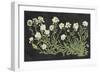 Vintage Flowers on Black-Wild Apple Portfolio-Framed Art Print