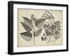 Vintage Folia III-Vision Studio-Framed Art Print