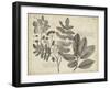 Vintage Folia V-Vision Studio-Framed Art Print