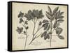 Vintage Folia VI-Vision Studio-Framed Stretched Canvas