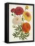 Vintage Garden Beauties II-Horto Van Houtteano-Framed Stretched Canvas