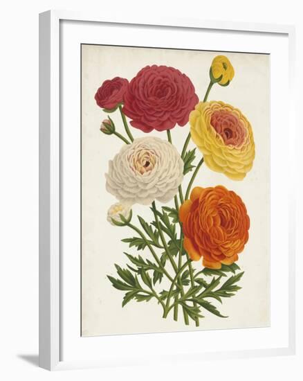 Vintage Garden Beauties II-Horto Van Houtteano-Framed Art Print