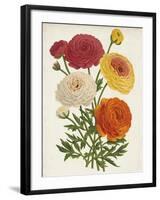 Vintage Garden Beauties II-Horto Van Houtteano-Framed Art Print