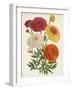 Vintage Garden Beauties II-Horto Van Houtteano-Framed Art Print