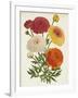 Vintage Garden Beauties II-Horto Van Houtteano-Framed Art Print