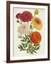 Vintage Garden Beauties II-Horto Van Houtteano-Framed Art Print