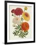 Vintage Garden Beauties II-Horto Van Houtteano-Framed Art Print