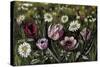 Vintage Garden II-Naomi McCavitt-Stretched Canvas