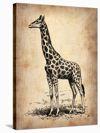 Vintage Giraffe-NaxArt-Stretched Canvas