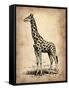 Vintage Giraffe-NaxArt-Framed Stretched Canvas