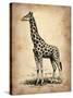 Vintage Giraffe-NaxArt-Stretched Canvas