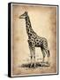 Vintage Giraffe-NaxArt-Framed Stretched Canvas