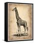 Vintage Giraffe-NaxArt-Framed Stretched Canvas