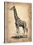 Vintage Giraffe-NaxArt-Stretched Canvas