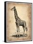 Vintage Giraffe-NaxArt-Framed Stretched Canvas