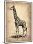 Vintage Giraffe-NaxArt-Mounted Art Print