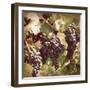 Vintage Grape Vines I-Jason Johnson-Framed Photographic Print