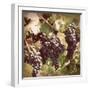 Vintage Grape Vines I-Jason Johnson-Framed Photographic Print